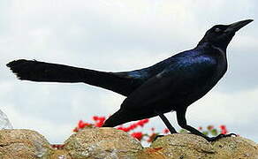 Great-tailed Grackle