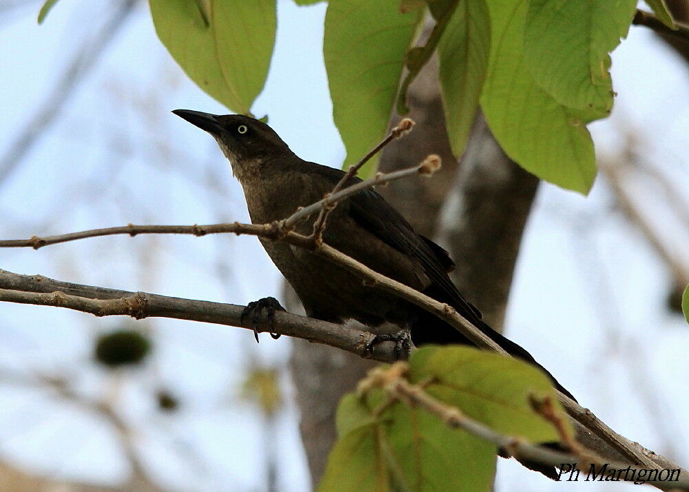 Great-tailed Grackle female, identification