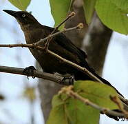 Great-tailed Grackle