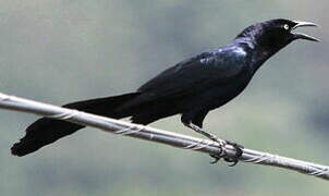 Great-tailed Grackle