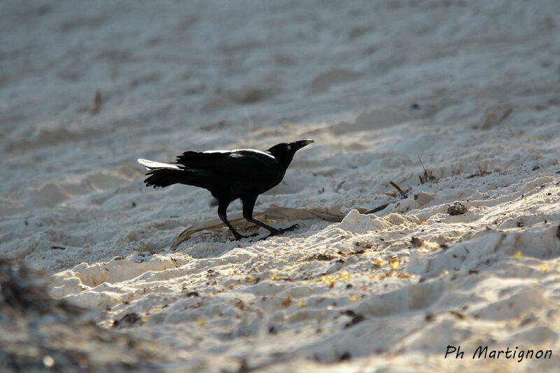 Great-tailed Grackle, identification