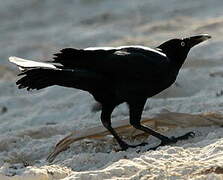 Great-tailed Grackle