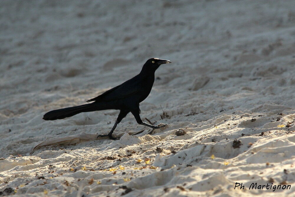 Quiscale à longue queue, identification