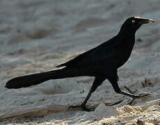 Great-tailed Grackle