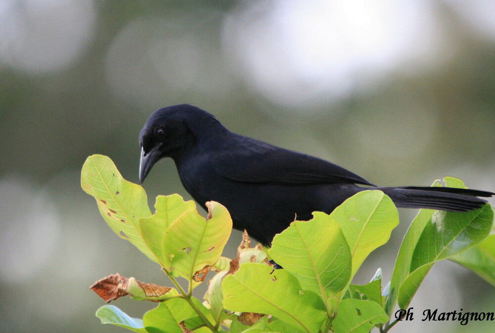 Melodious Blackbird