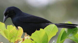 Melodious Blackbird