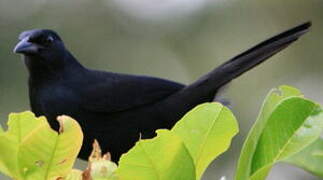 Melodious Blackbird