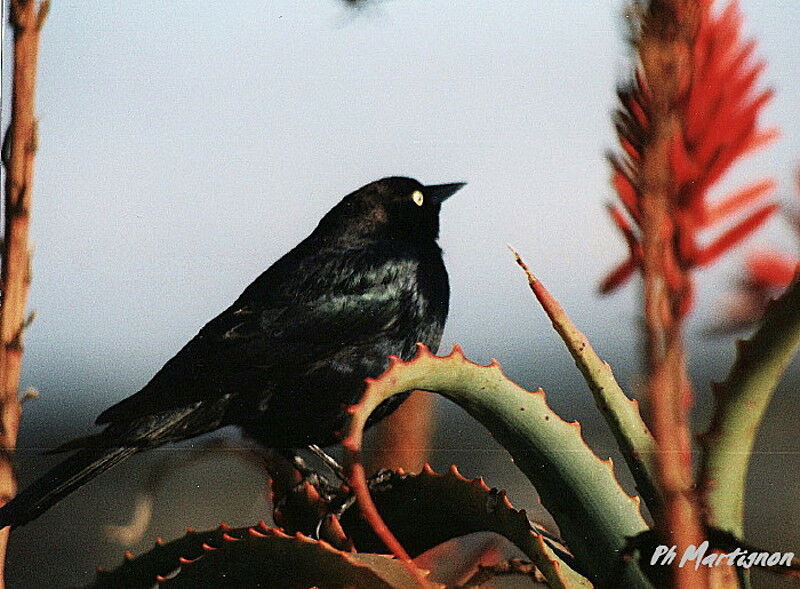 Brewer's Blackbird, identification