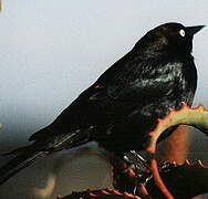 Brewer's Blackbird