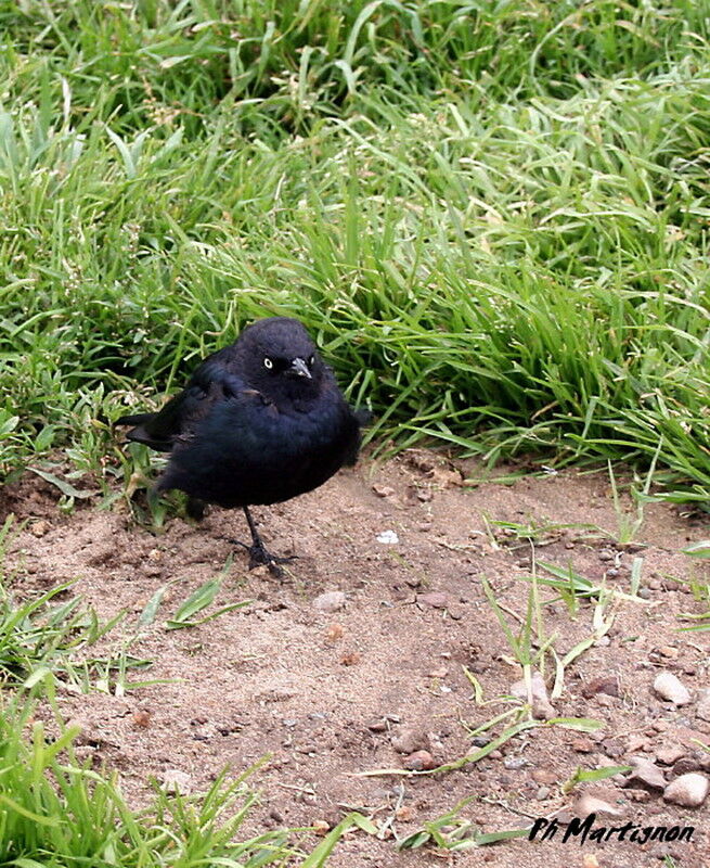 Brewer's Blackbird