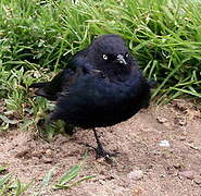 Brewer's Blackbird