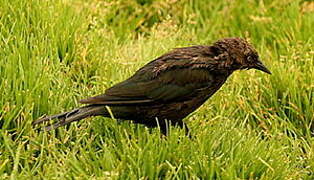 Brewer's Blackbird