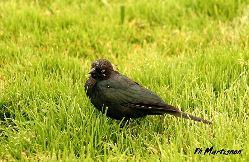 Brewer's Blackbird female