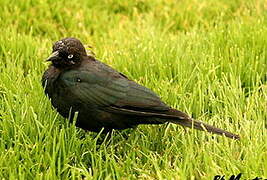 Brewer's Blackbird