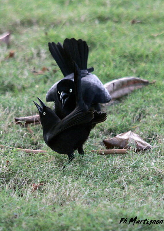 Carib Grackle