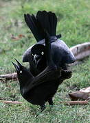 Carib Grackle