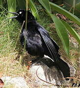 Carib Grackle