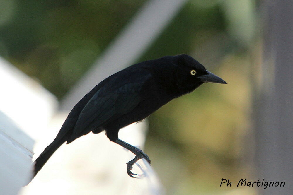 Carib Grackle, identification