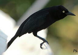 Carib Grackle