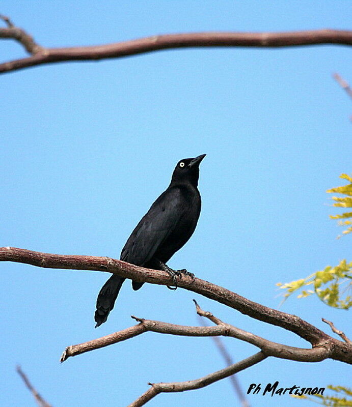 Carib Grackle male