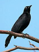 Carib Grackle