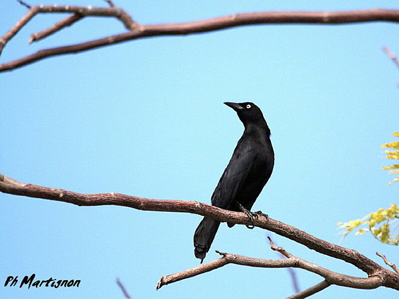 Carib Grackle male