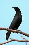 Carib Grackle