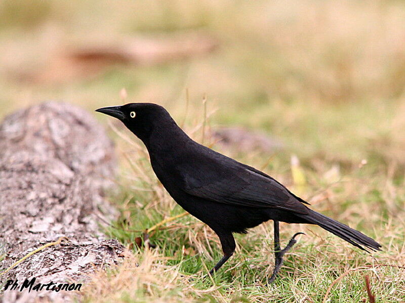 Carib Grackle