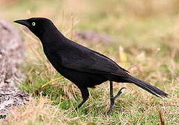 Carib Grackle