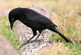 Carib Grackle