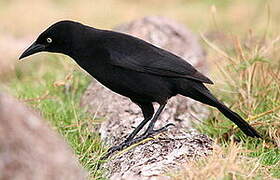 Carib Grackle