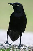 Carib Grackle