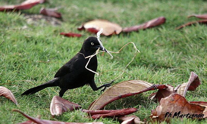 Carib Grackle