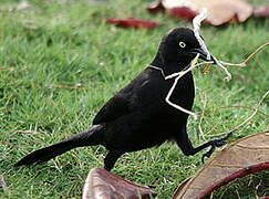 Carib Grackle