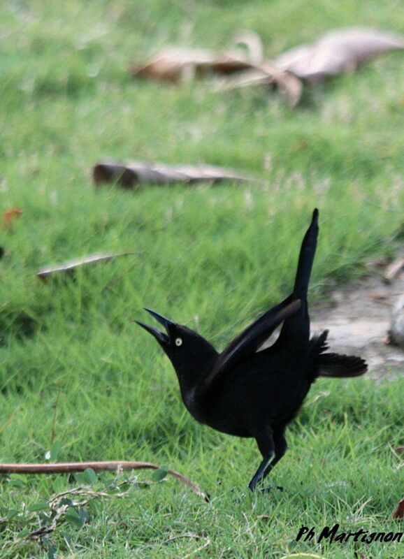 Carib Grackle