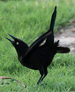 Carib Grackle