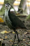 White-breasted Waterhen