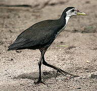 White-breasted Waterhen