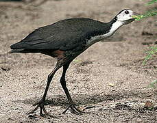 White-breasted Waterhen