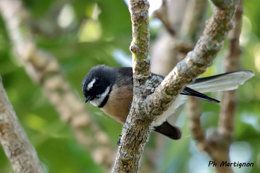 Rhipidure à collier