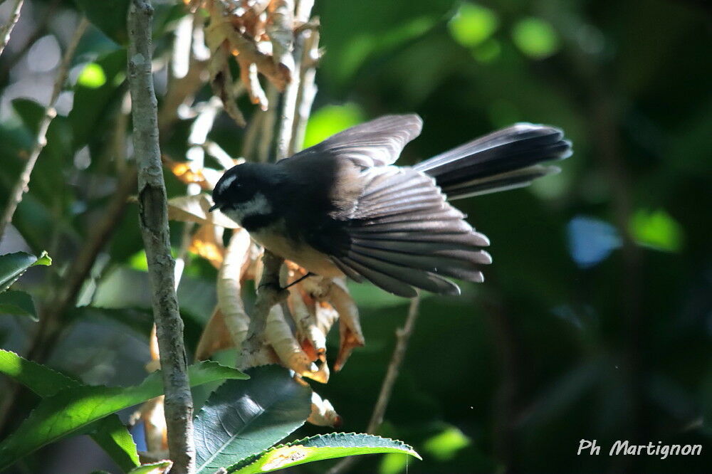 Rhipidure à collier