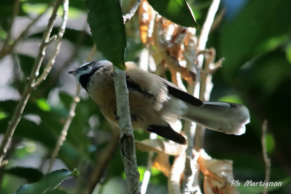 Rhipidure à collier