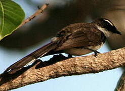 Friendly Fantail