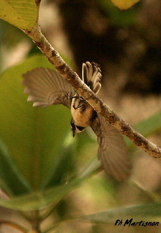 Grey Fantail