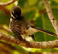 Grey Fantail