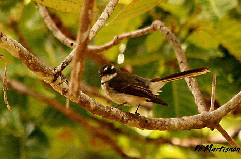 Grey Fantail