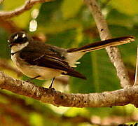 Grey Fantail