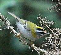 Common Firecrest