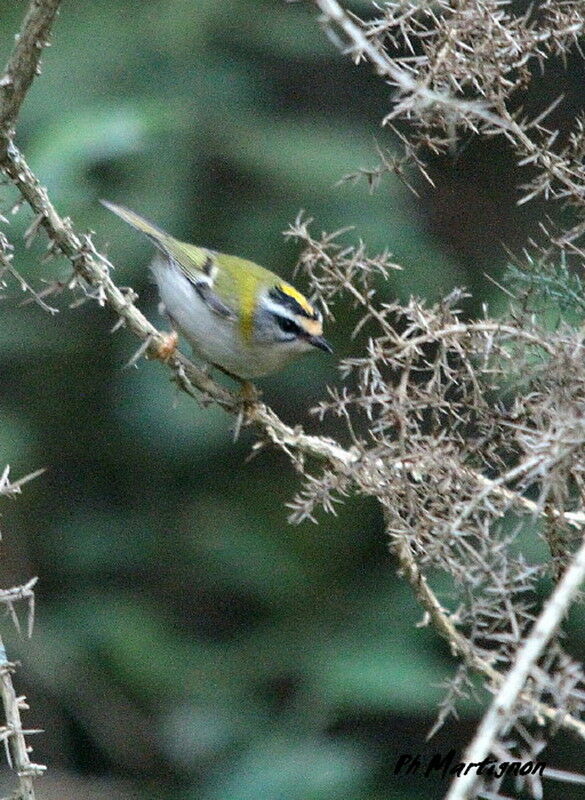 Common Firecrest