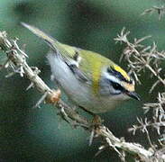 Common Firecrest